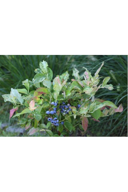 Лохина високоросла Фламінго плоди